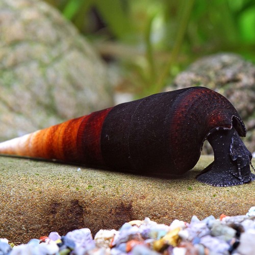 Faunus ater snail